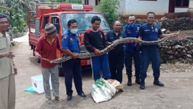 Pemadam Kebakaran atau damkar memiliki tugas yang cukup berat. Mereka bahkan rela mengorbankan nyawanya demi menyelamatkan banyak orang